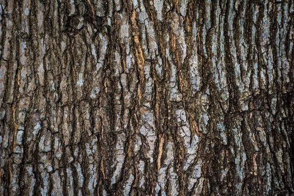 Büyük ağaçlar kahverengi kabuğu.