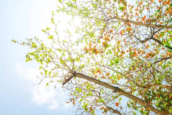 Renkli parlayan güneş ışığı bırakır.