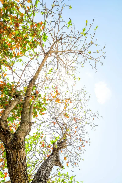 Kumsalda filizlenen renkli yaprakları.