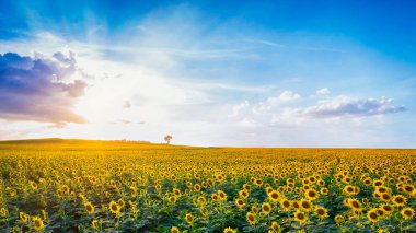 Tepede güneş parlıyor ile sabah ayçiçeği alanları çiçek.