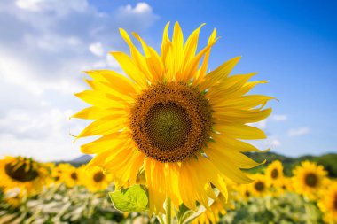 Bir güzel sarı parlak bir günde ayçiçek.