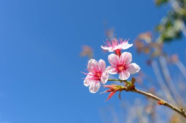 Yabani Himalaya kiraz, parlak gün ve kış Prunus cerasoides çiçek çiçek açan.