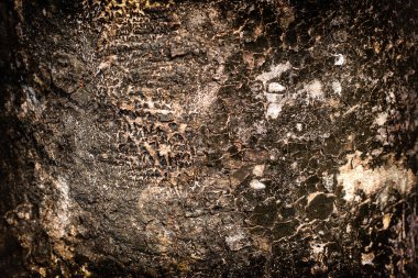 Ağacın kahverengi kabuğu.