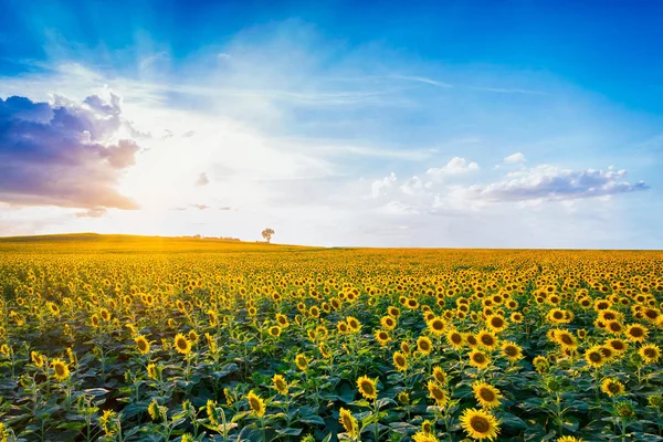 Tepede güneş parlıyor ile sabah ayçiçeği alanları çiçek.
