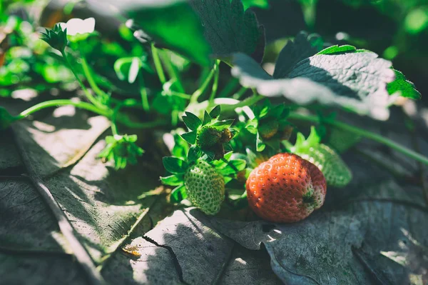 Taze kırmızı çilek bitki bahçede.