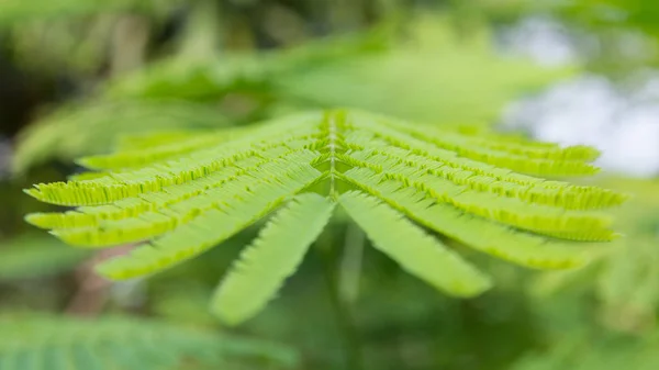 Bulanık yaprak yeşil arka plan.