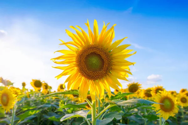 Bir güzel sarı parlak bir günde ayçiçek.