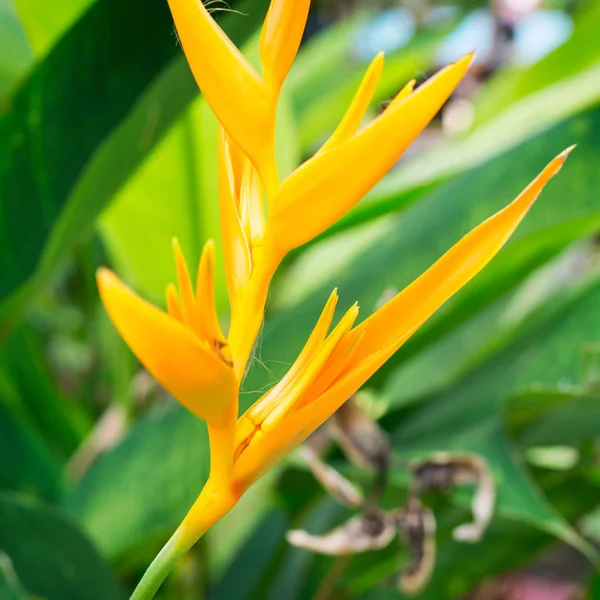 Heliconia psittacorum sarı çiçek çiçek.