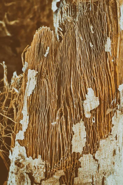 Papaya ağacının kahverengi kabuğu.