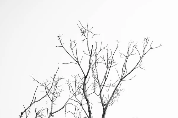 白と黒の枯れ木 — ストック写真