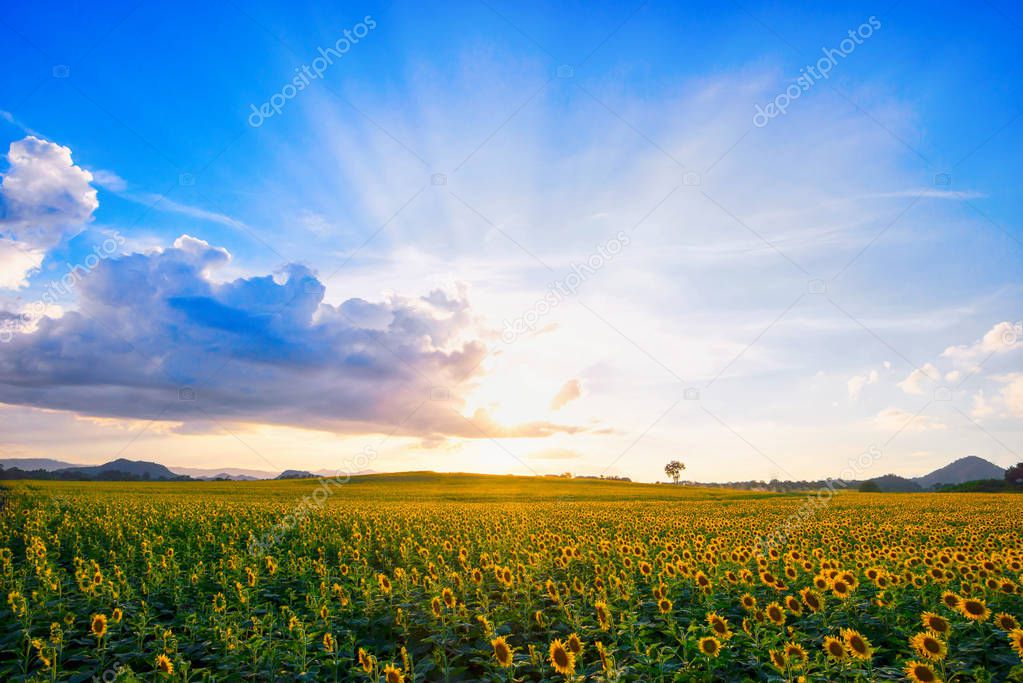 Sunflower fields bloom in Morning on the hill, with the sun shining.
