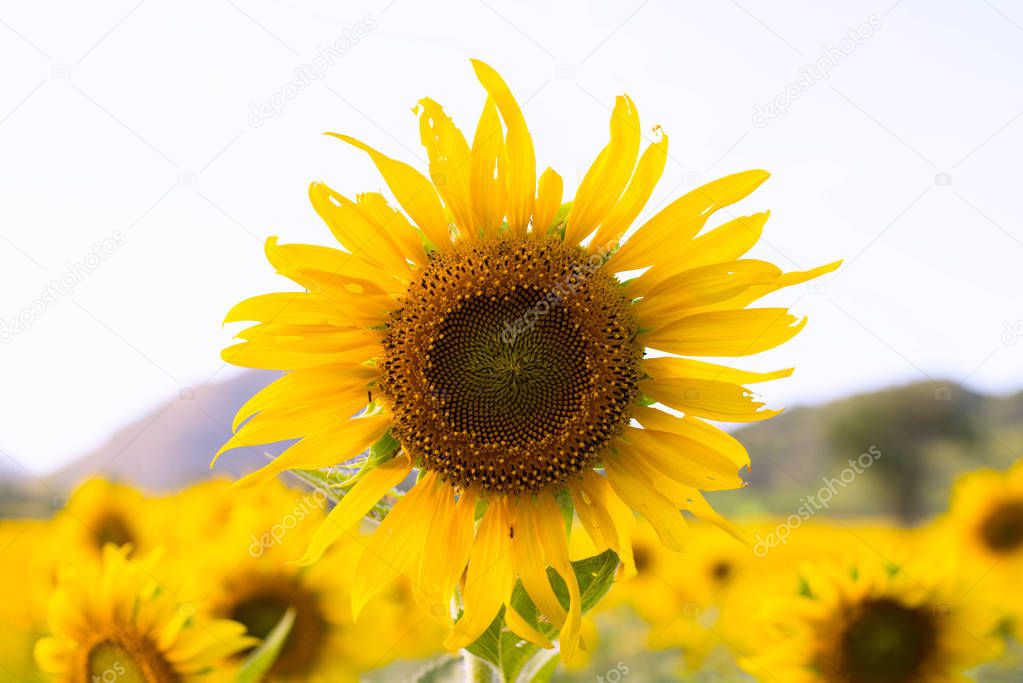 sunflower ugly Among the beautiful flowers.