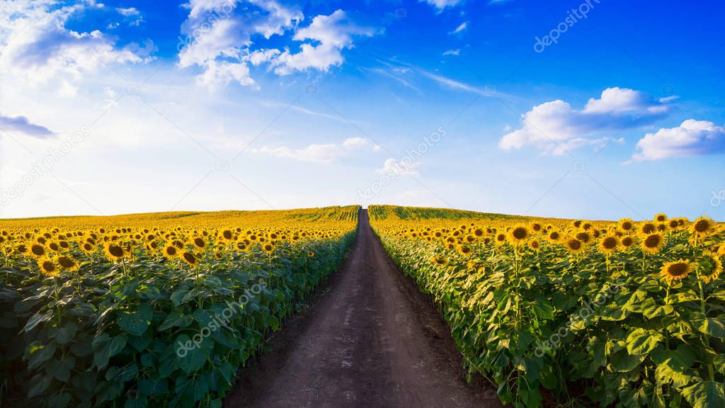 Pathway In Sunflower fields in Morning.