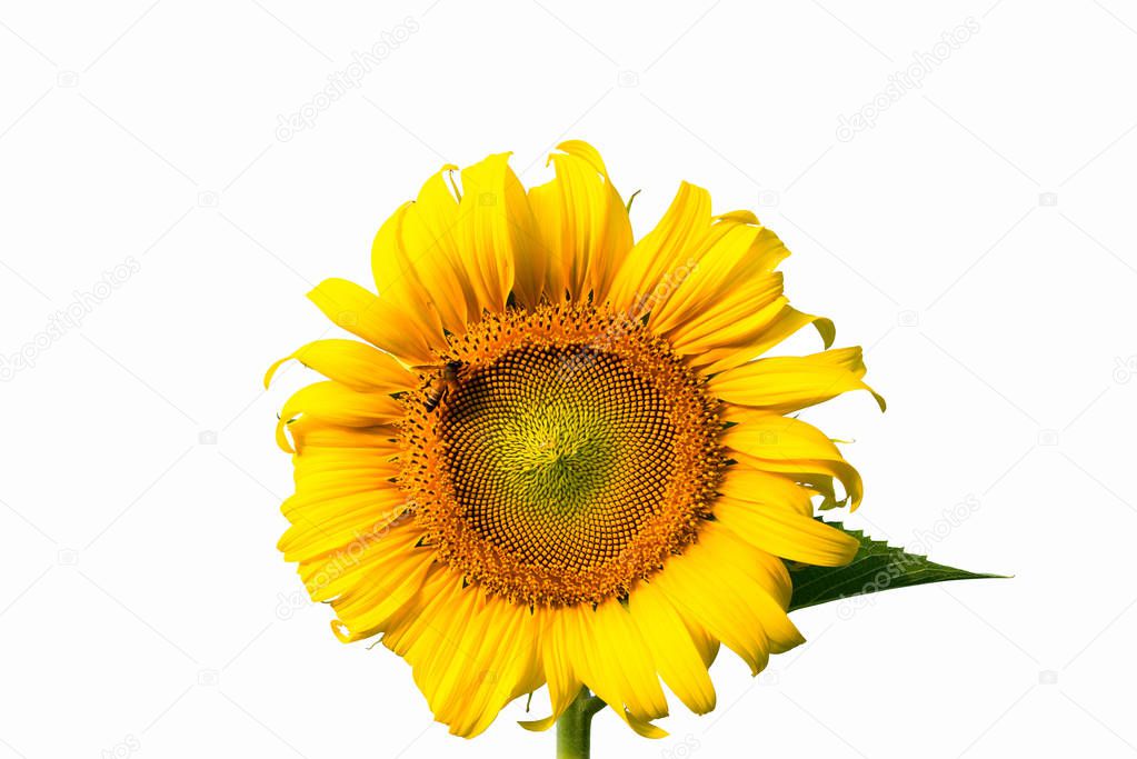 Bees sucking nectar from Beautiful yellow sunflower, isolated on white background.