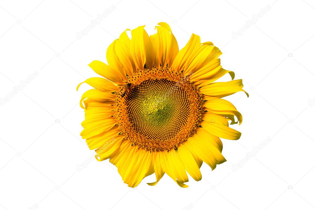 Bees sucking nectar from Beautiful yellow sunflower, isolated on white background.