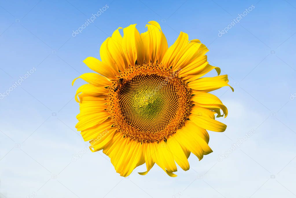 Bees sucking nectar from Beautiful yellow sunflower, in Bright morning with Blue sky.