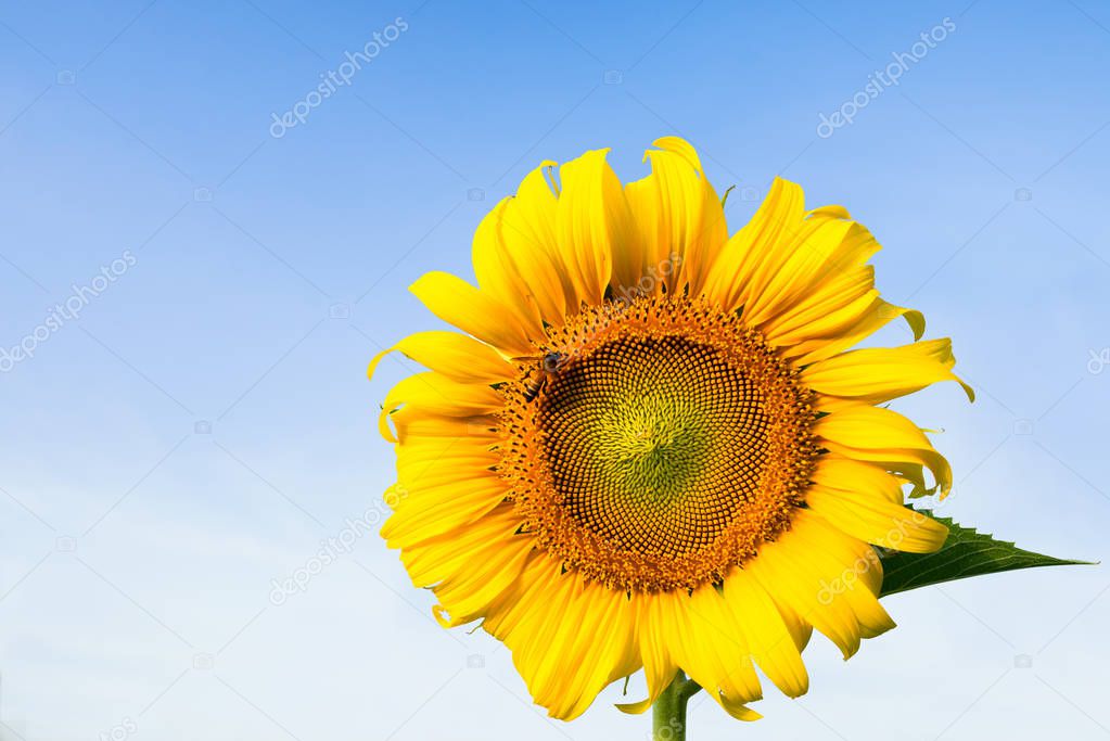 Bees sucking nectar from Beautiful yellow sunflower, in Bright morning with Blue sky.
