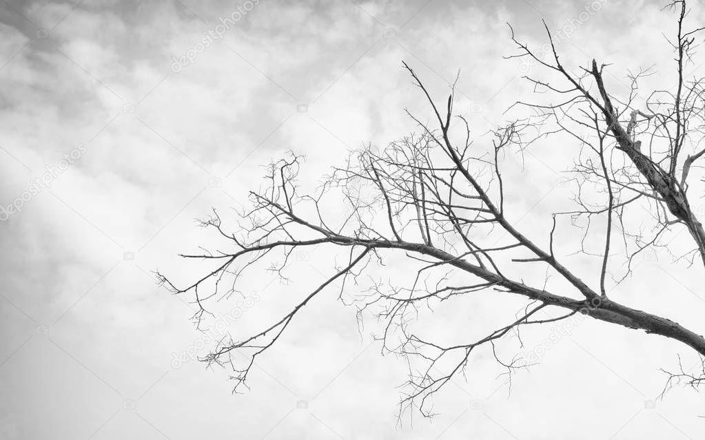 Gray tone of Dead tree On cloudy day.