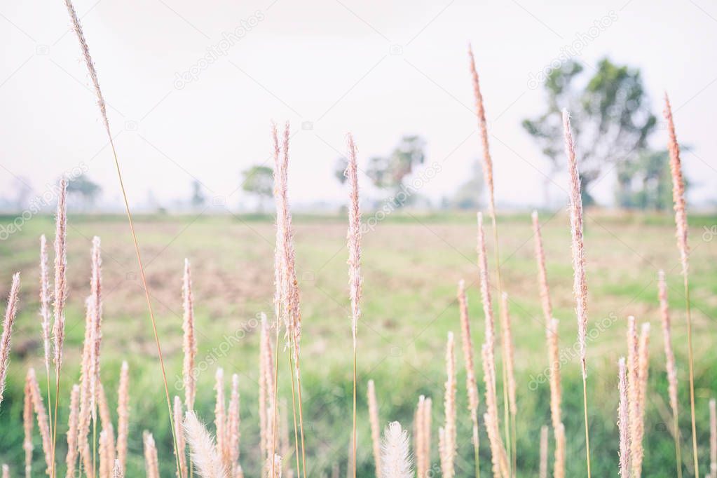 Grass flower beside road in the countryside.