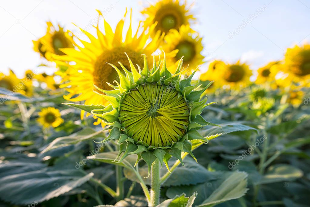 One Beautiful yellow sunflower in a bright day.