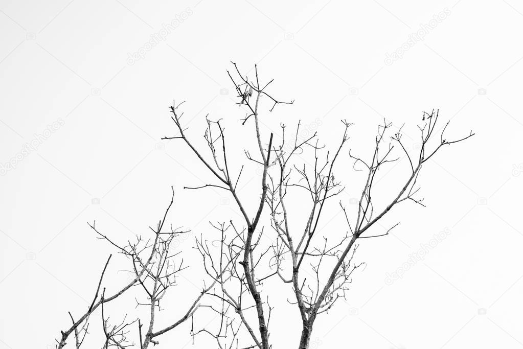 Dead tree on white and black.