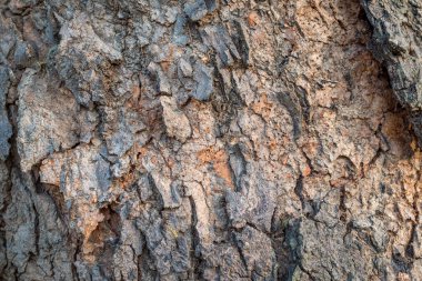 sağlam bir ağaç kabuğu kahverengidir.