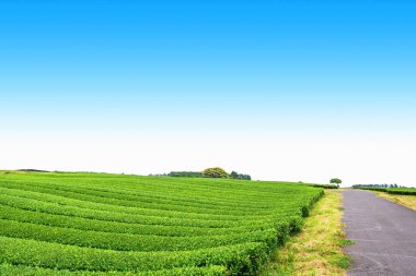 Geçit açık bir günde Hill'de, çay plantasyon Jeju Adası üzerinde çay çiftlik.