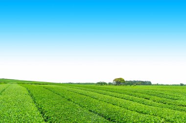 Açık bir günde Hill'de, çay plantasyon Jeju Adası üzerinde çay çiftlik.