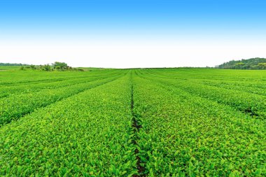 Açık bir günde Hill'de, çay plantasyon Jeju Adası üzerinde çay çiftlik.