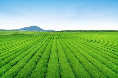 Açık bir günde Hill'de, çay plantasyon Jeju Adası üzerinde çay çiftlik.