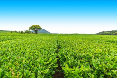 Açık bir günde Hill'de, çay plantasyon Jeju Adası üzerinde çay çiftlik.