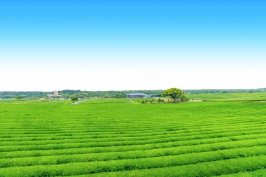 Açık bir günde Hill'de, çay plantasyon Jeju Adası üzerinde çay çiftlik.