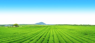 Açık bir günde Hill'de, çay plantasyon Jeju Adası panorama görüntüsü üzerinde çay çiftlik.