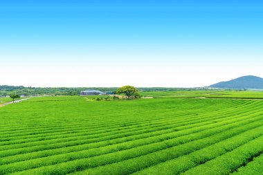 Açık bir günde Hill'de, çay plantasyon Jeju Adası üzerinde çay çiftlik.
