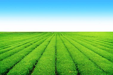 Açık bir günde Hill'de, çay plantasyon Jeju Adası üzerinde çay çiftlik.