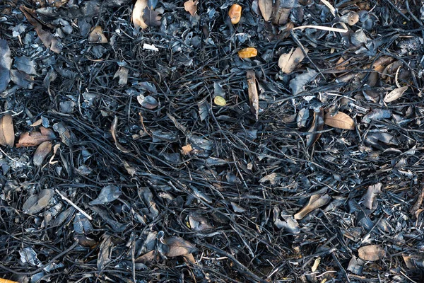 Queimar Folhas Para Secar Cinzas Chão — Fotografia de Stock