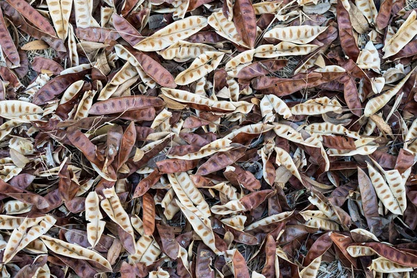 Leucaena leucocephala yerde.