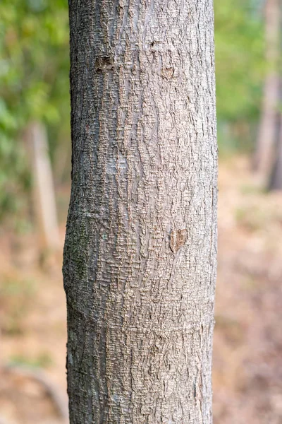 Ağaç kabuğu hafif kahverengi.