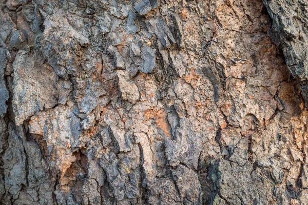 sağlam bir ağaç kabuğu kahverengidir.