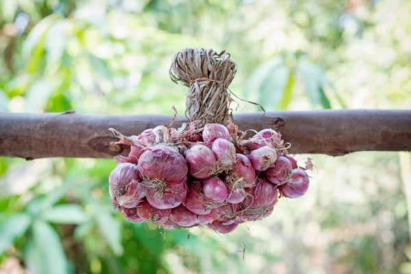 Kırmızı soğan bir Ahşap korkuluk üzerinde asılı.