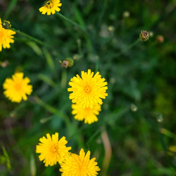 Çim sarı çiçek Blooming çayır, üstten görünüm.