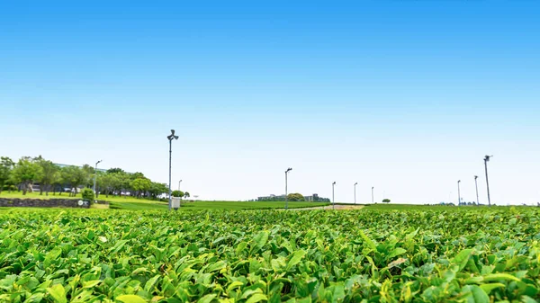 Čaje Farmu Kopci Jasného Dne Větrnou Turbínu Čaj Plantáž Ostrově — Stock fotografie