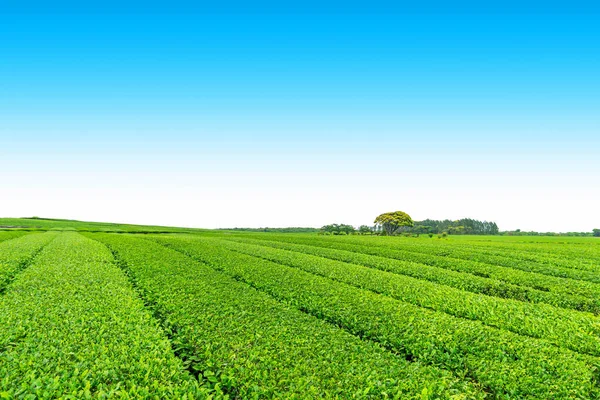 Açık bir günde Hill'de, çay plantasyon Jeju Adası üzerinde çay çiftlik.