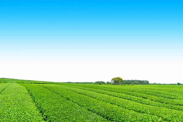 Açık bir günde Hill'de, çay plantasyon Jeju Adası üzerinde çay çiftlik.
