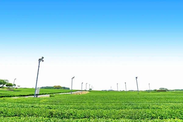 Rüzgar türbini, çay plantasyon Jeju Adası ile açık bir günde Hill'de çiftlikte çay.