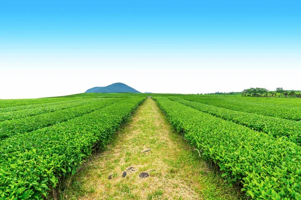 Walkway in Tea farm on the hill in a clear day, tea plantation on Jeju Island.