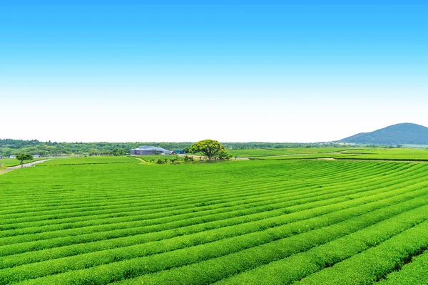 Açık bir günde Hill'de, çay plantasyon Jeju Adası üzerinde çay çiftlik.