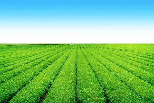 Açık bir günde Hill'de, çay plantasyon Jeju Adası üzerinde çay çiftlik.