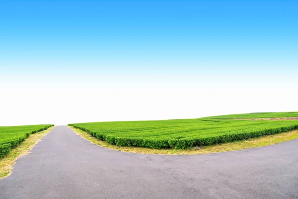 Geçit açık bir günde Hill'de, çay plantasyon Jeju Adası üzerinde çay çiftlik.