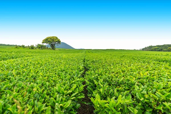 Tea Farm Hill Clear Day Tea Plantation Jeju Island Stock Photo